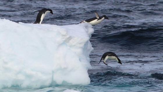 So bedroht die Klimakrise das Leben unserer Pinguine - Greenpeace