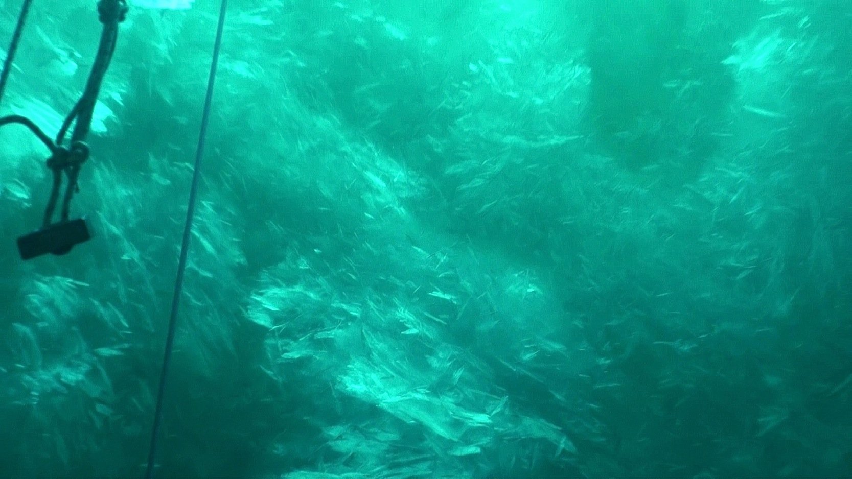 Der größte Cocktail des Meeres: Wie Crushed Ice wirken die Schichten unter dem Schelfeis der Antarktis, in denen sich Wasser und Eissplitter zu einer Eissuppe vermischen. Sie ist Schutz- und Lebensraum für kleinste Krebse und Fische. Sie sind Lebensgrundlage für größere Meeresbewohner.