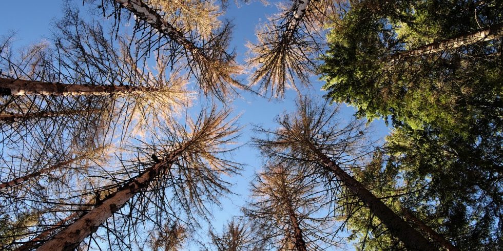 Hohe Bäume mit viel Biomasse könnten in Zukunft seltener werden.
Foto: Prof. Rupert Seidl / TUM
