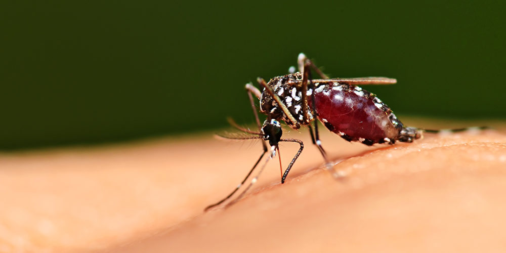Malaria-Impfstoff könnte Millionen Leben retten - doch es gibt ein Problem