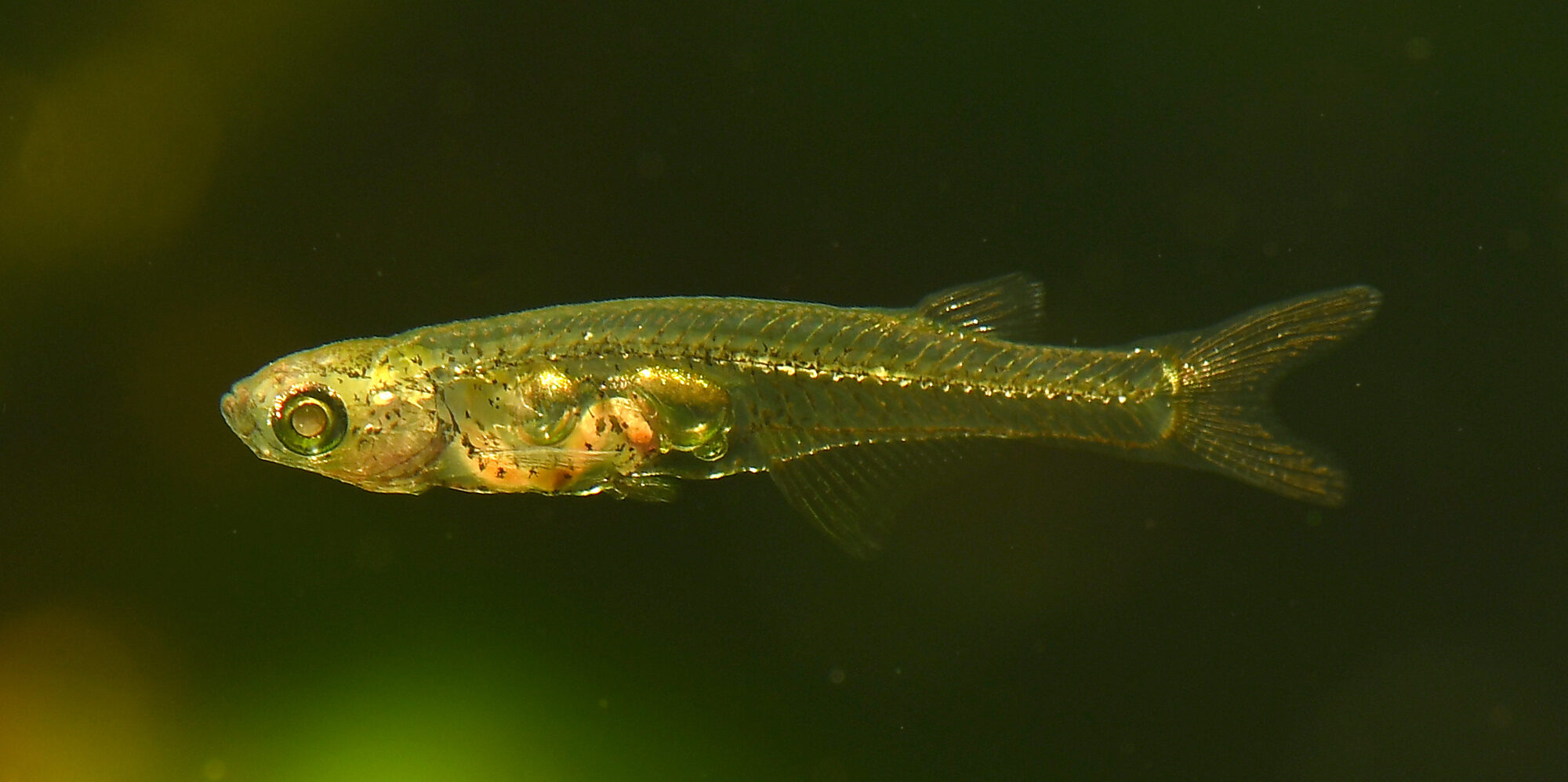 140 Dezibel: Fische so laut wie Düsenjets