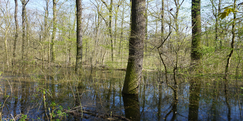 Der Burgauenbach kann bei Hochwasser wieder über die Ufer treten und fungiert damit als wichtige Lebensader für den Leipziger Auwald. Foto: Mathias Scholz / UFZ