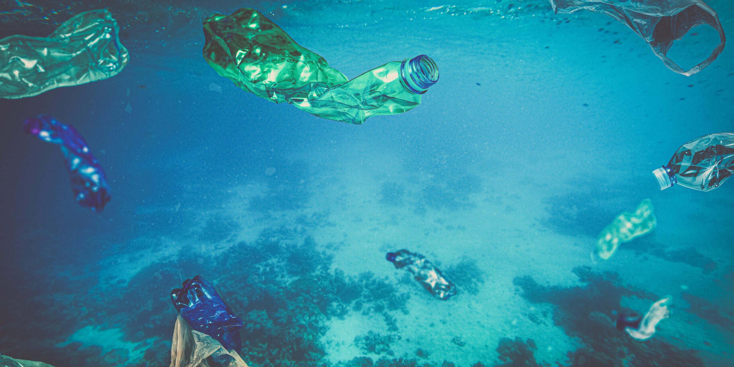 Plastik fressender Meerespilz entdeckt: Gibt es noch viele mehr davon?