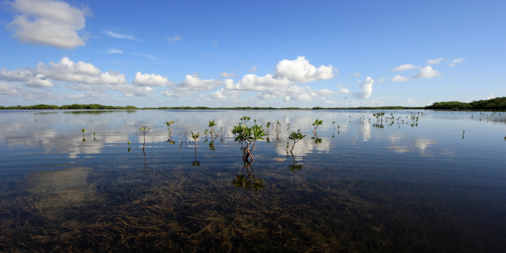Mangrovenwälder zu erhalten oder wiederaufzuforsten ist nicht nur für den Klimaschutz enorm wichtig. Foto: PantherMedia / fblanco7305 
