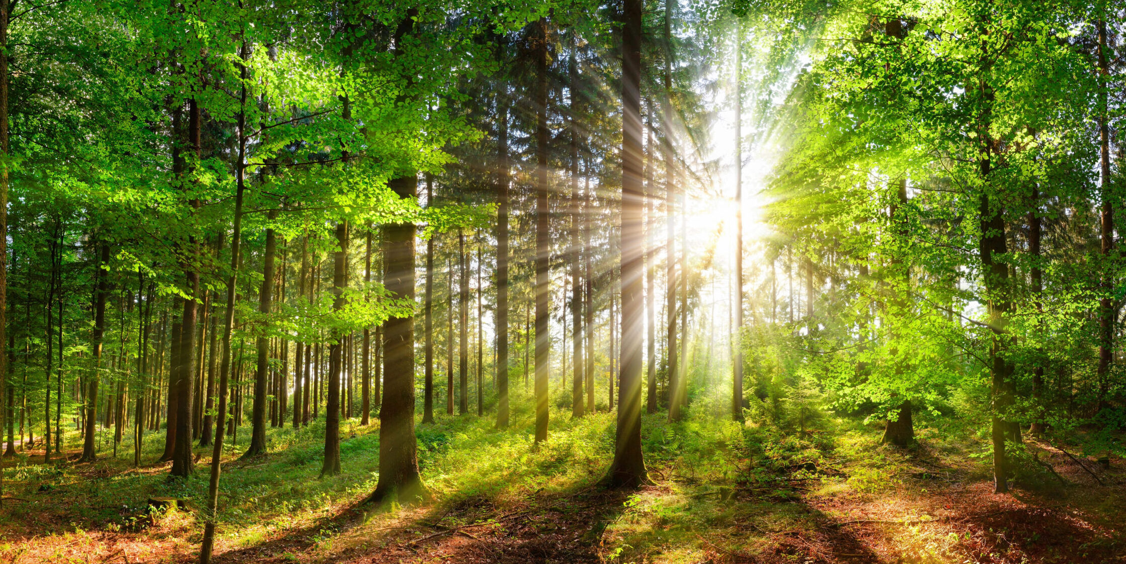 Wie Wälder Methan aus der Atmosphäre entfernen