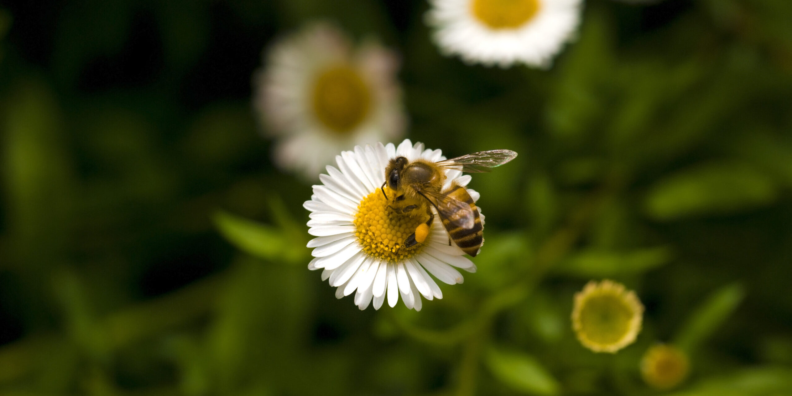 Zu wenige Bienen: Alarmierende Zahlen zum Ernteausfall