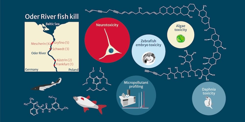 Darstellung der fünf Standorte, an denen die Forschenden nach der Umweltkatastrophe im Sommer 2022 an der Oder Wasserproben und tote Fische entnahmen.