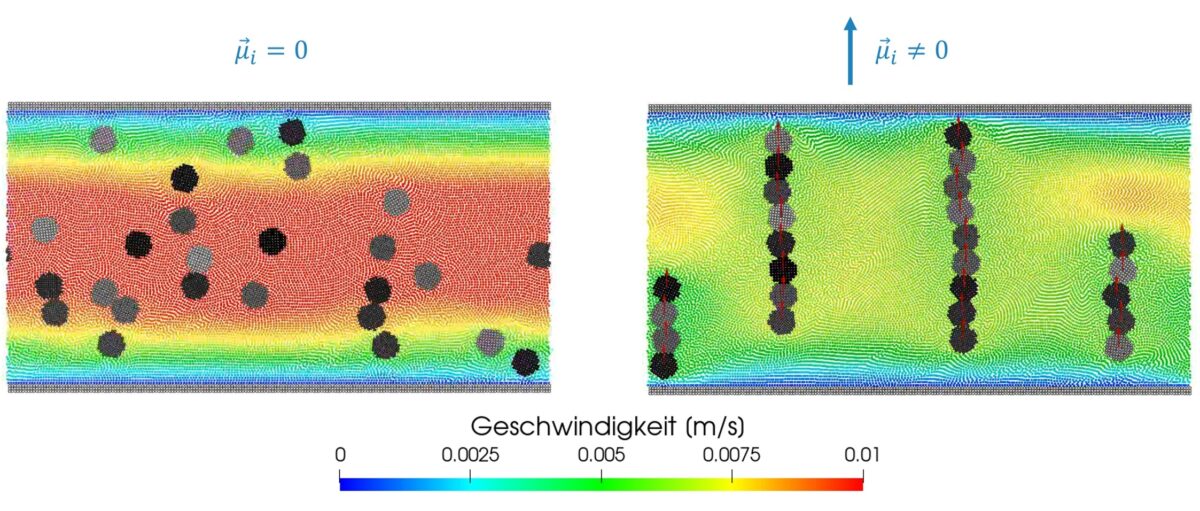 Bild 1: Simulationen von MRF in einer Kanalströmung ohne Polarisation (links) und mit Polarisation (rechts). Im polarisierten Fall bilden sich Ketten aus den Eisenpartikeln, welche die effektive Scherviskosität des MRF stark erhöhen. Grafik: L. Morand, A. Butz, C. Bierwisch