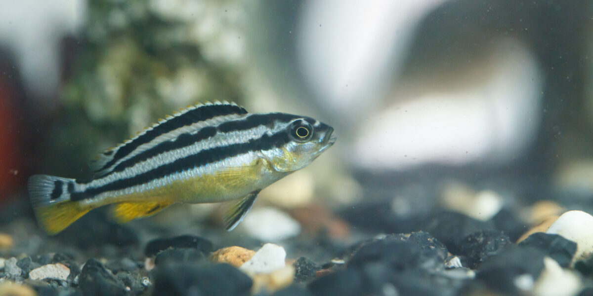 Zebrafisch