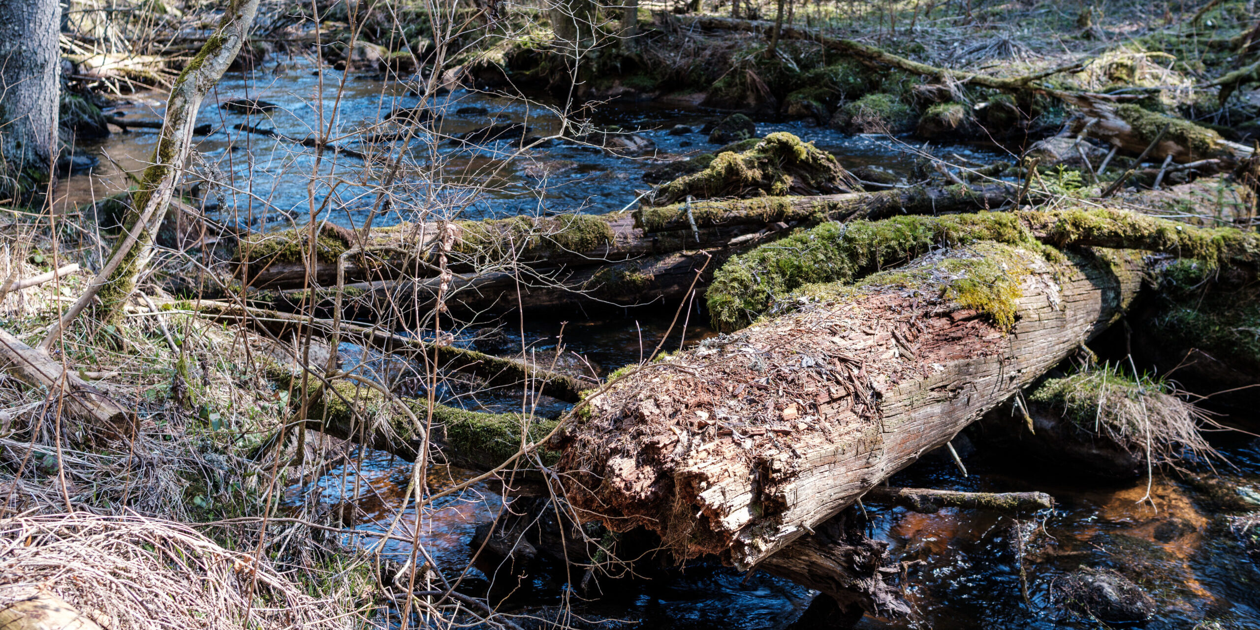 Müssen wir Holz vergraben, um unser Klima zu retten?