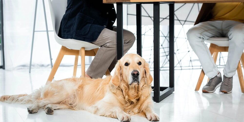 Hund liegt unter eine Schreibtisch, an dem zwei Menschen sitzen.