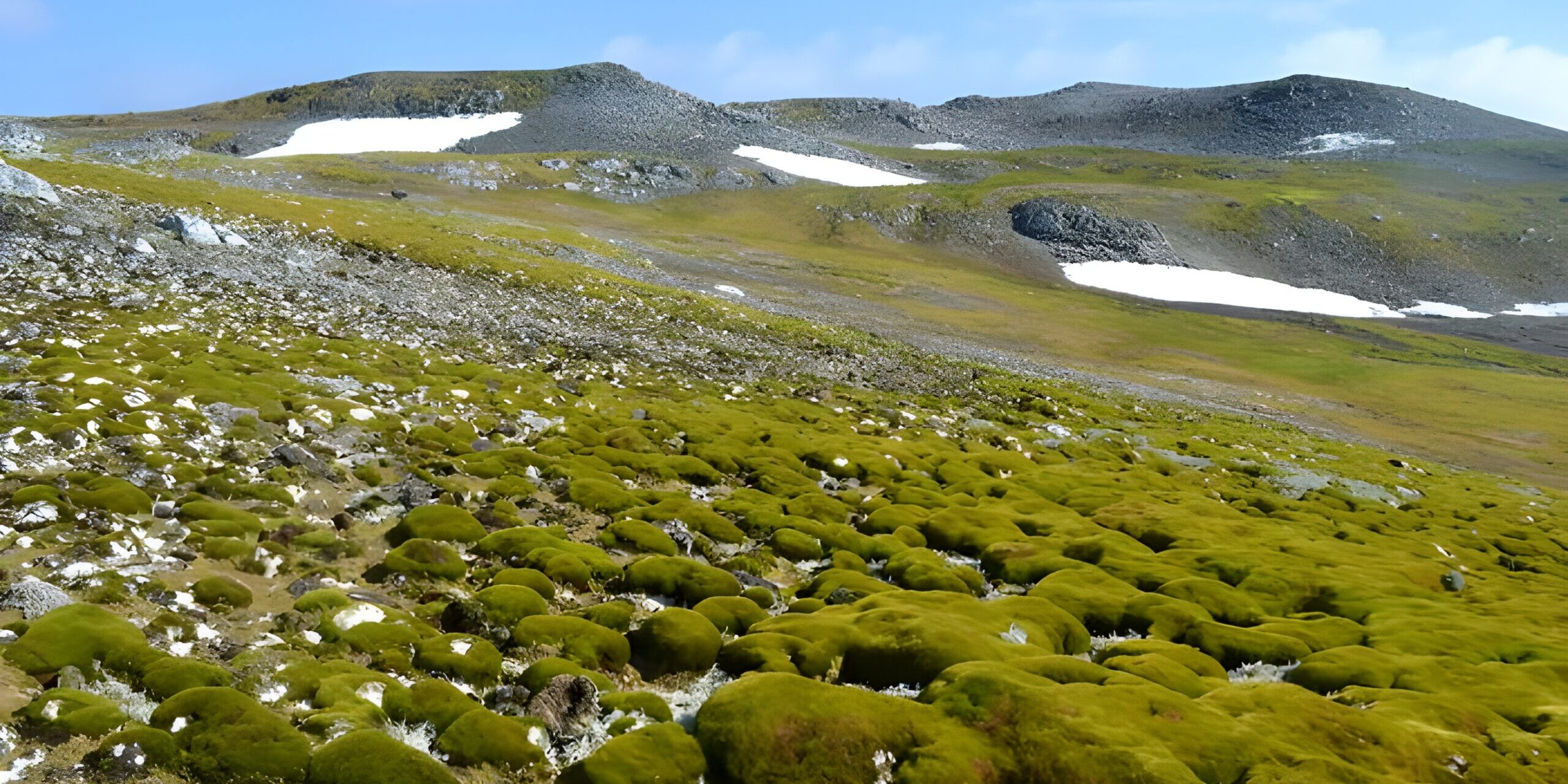 Klimawandel in der Antarktis: Pflanzen erobern die eisige Wildnis