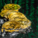 Bitcoin - Figure 13