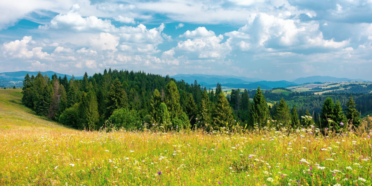 grüne Landschaft