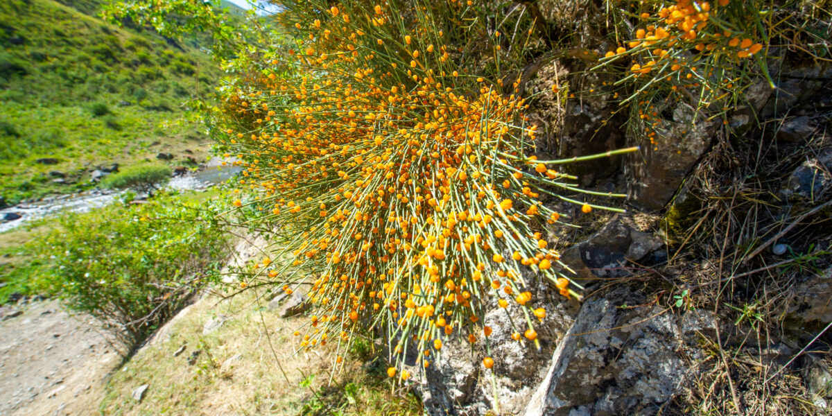 Ephedra