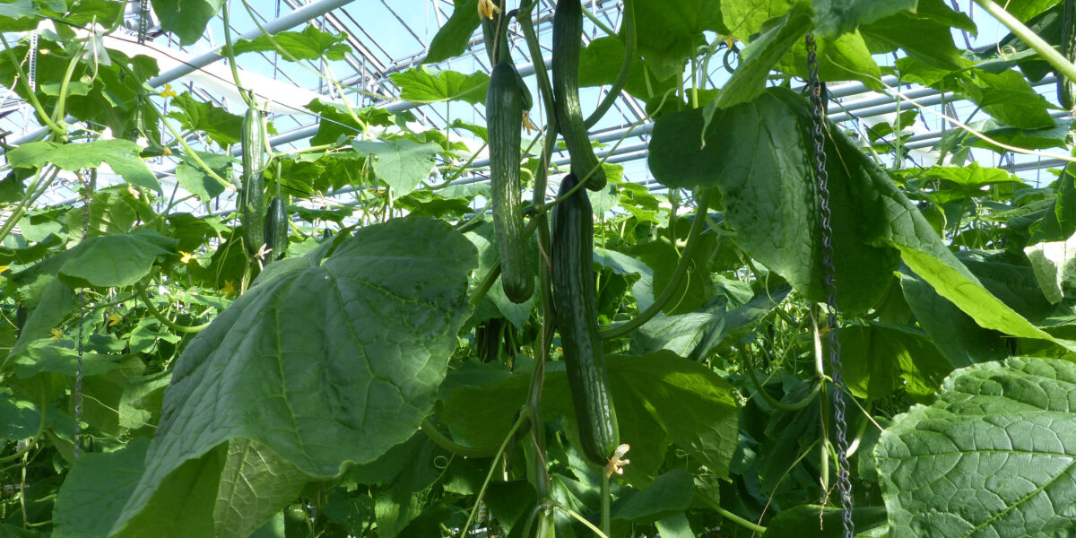 Salatgurken wachsen einem Gewächshaus. Foto: Versuchszentrum Gartenbau Straelen