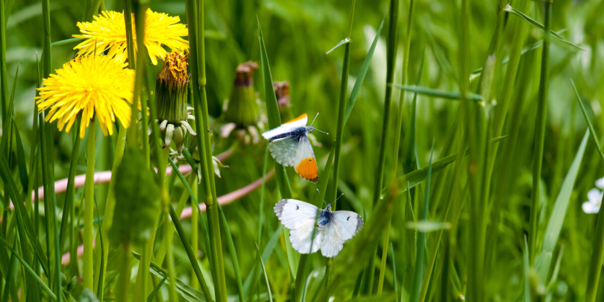 Schmetterlinge auf der Wiese