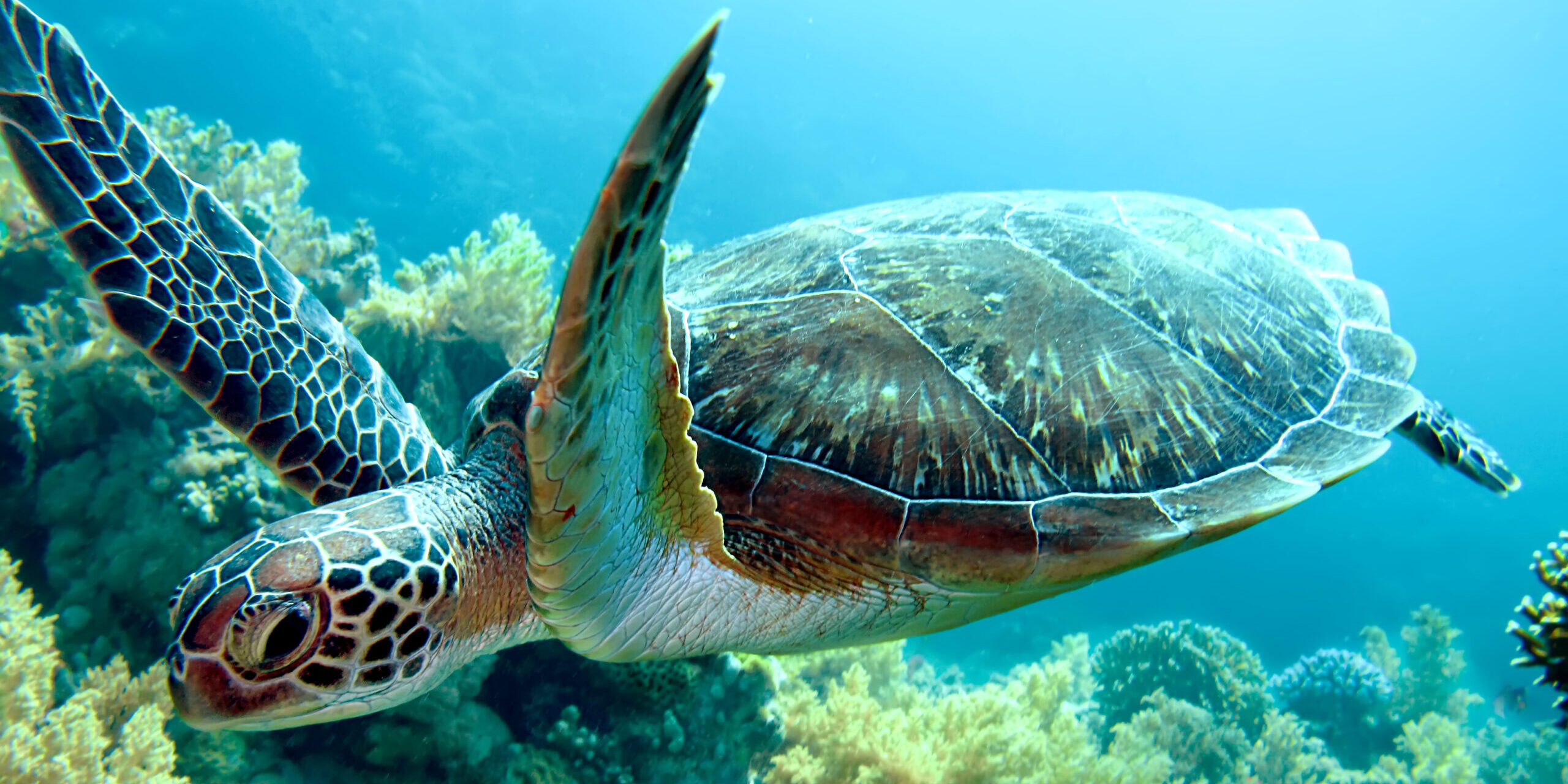 3D-Druck sei Dank: Schildkröte schwimmt wieder