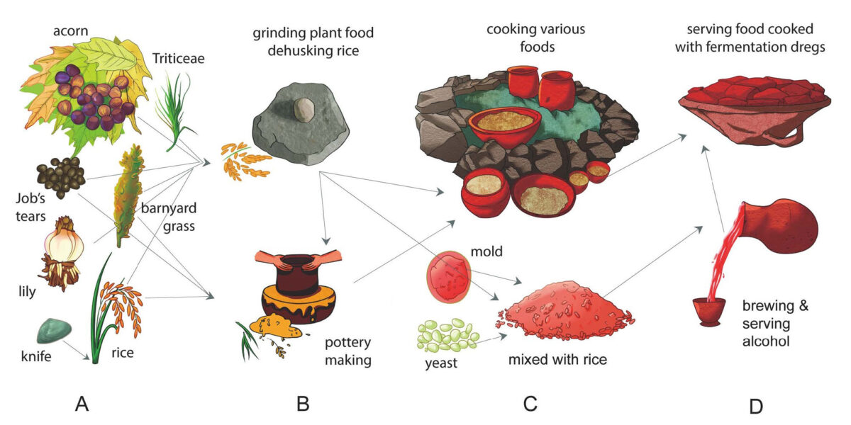 So stellten die Menschen in der Jungsteinzeit Reisbier und andere Produkte aus Reis her: (A) Pflanzenbeschaffung: Sammeln von Wildpflanzen und Ernten von Reis; (B) Pflanzenverarbeitung: für Lebensmittel und Töpferwaren; (C) Lebensmittelverarbeitung: Kochen von Lebensmitteln und Herstellung von Qu-Starter mit Schimmelpilzen, Hefe und Reis; (D) Lebensmittelkonsum: Essen und Trinken. Foto: IGG