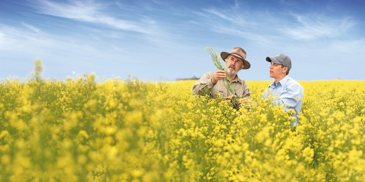 Bayer und Neste kooperieren, um Winterraps als biomassebasierten Rohstoff für erneuerbare Produkte wie Biokraftstoffe zu nutzen. 
Foto: Bayer AG