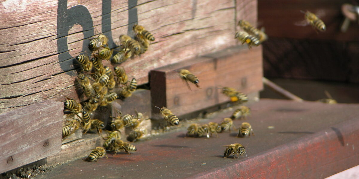 Bienenstock