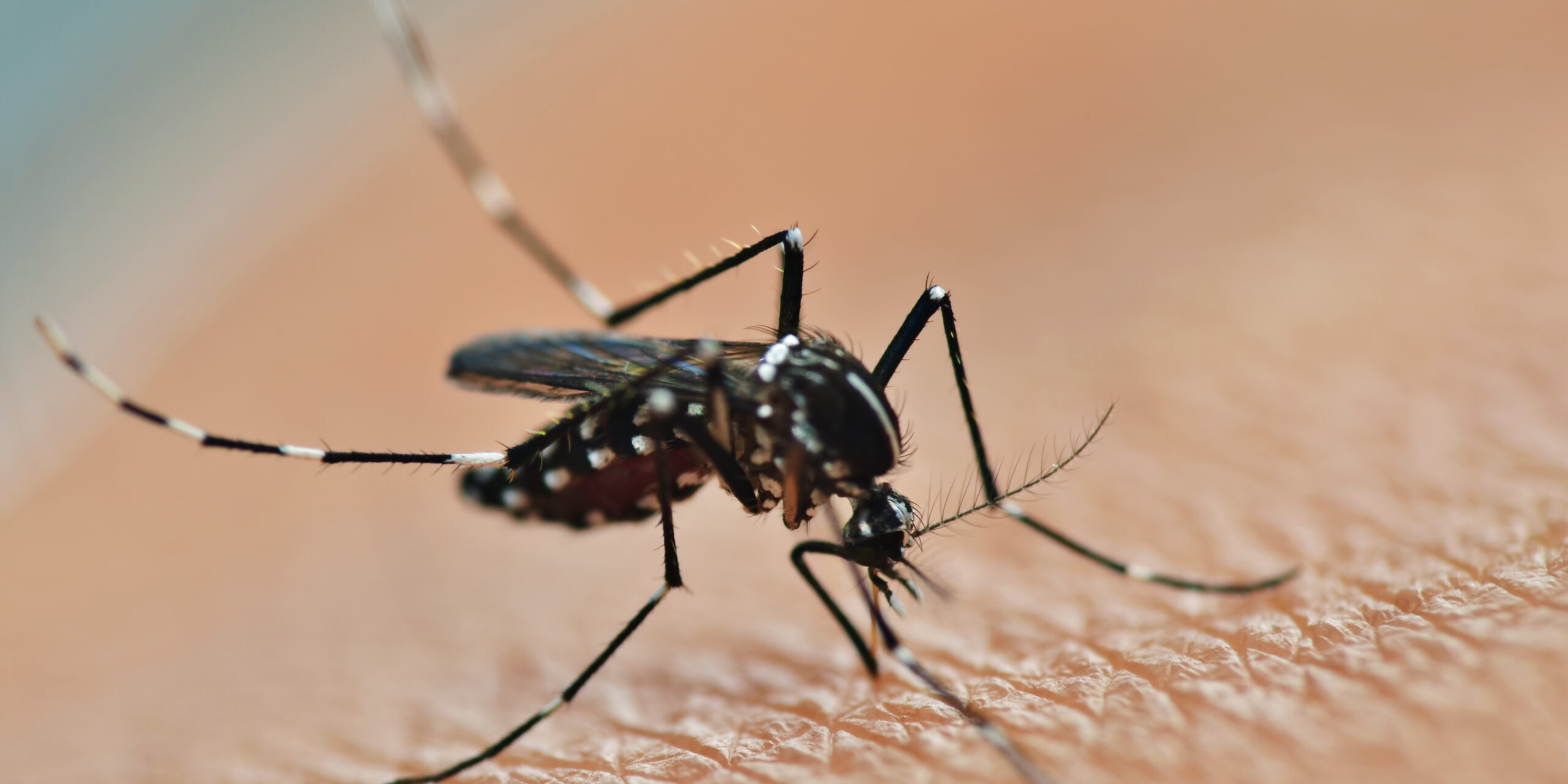 Insektenplage bekämpfen: Männchen als Waffe gegen Weibchen