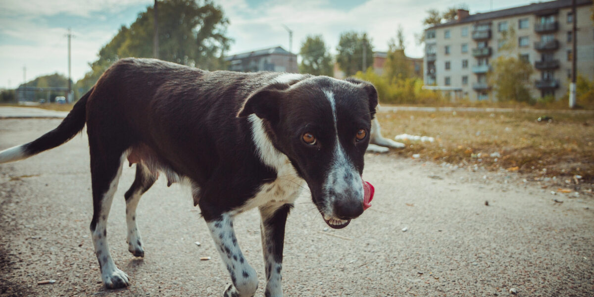 obdachloser wilder Hund in der radioaktiven Zone von Tschernobyl