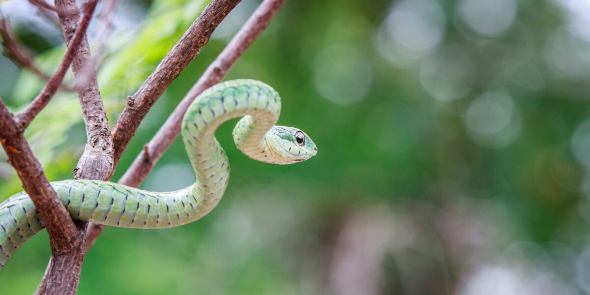 grüne Mamba