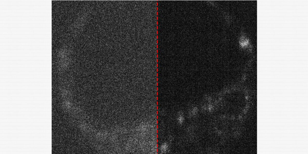 Bild eines lebenden Mausembryos mit und ohne optimierte Aufnahme durch eine Quantenkamera